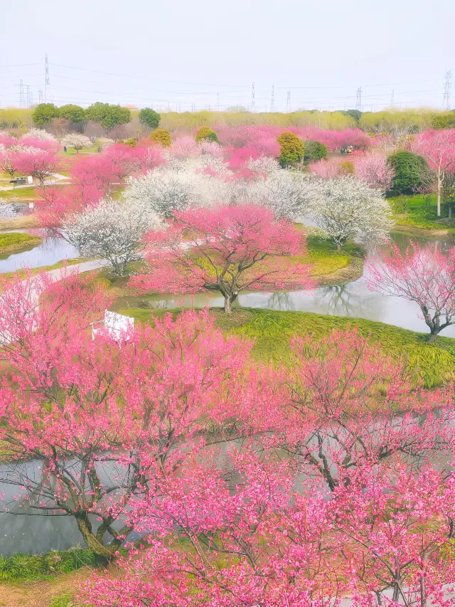 Hurry over here to catch the last chance for plum blossoms, or wait another year