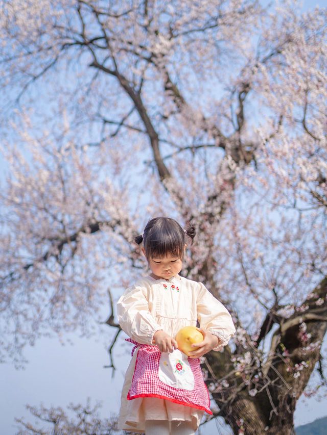 成都周邊，百年杏花太好拍了