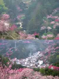 黃山黟縣3月最美賞花記