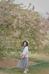 辰山植物園河津櫻|早春的限定色一定是粉色！