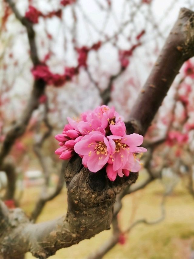 Pinky Side of Longtan Park