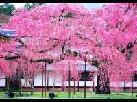 Wonders of Takarazuka Cherry Blossom