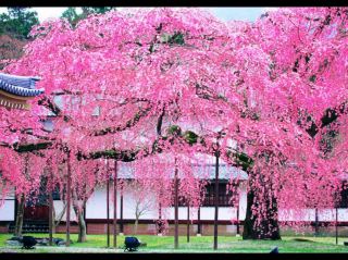 Wonders of Takarazuka Cherry Blossom