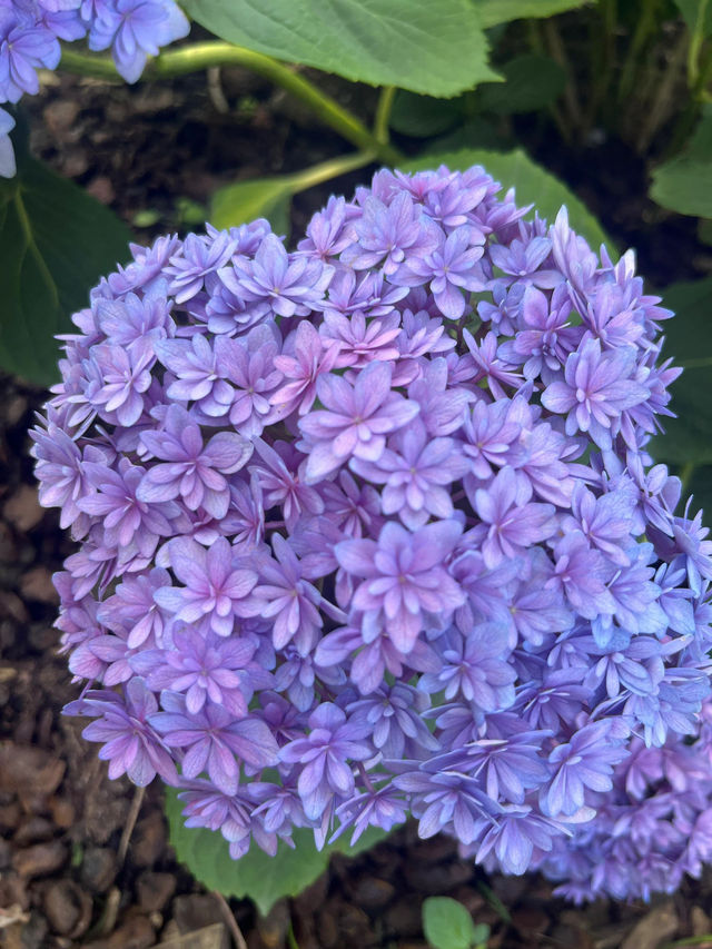 一定要去的植物園