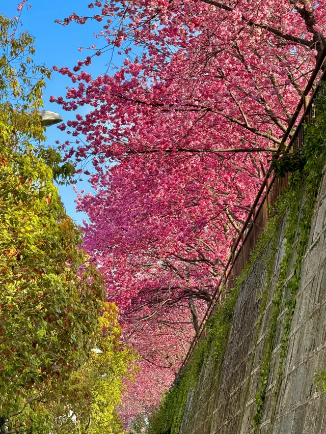 You must visit this place to enjoy the cherry blossoms in Dali! Just looking up will capture your heart