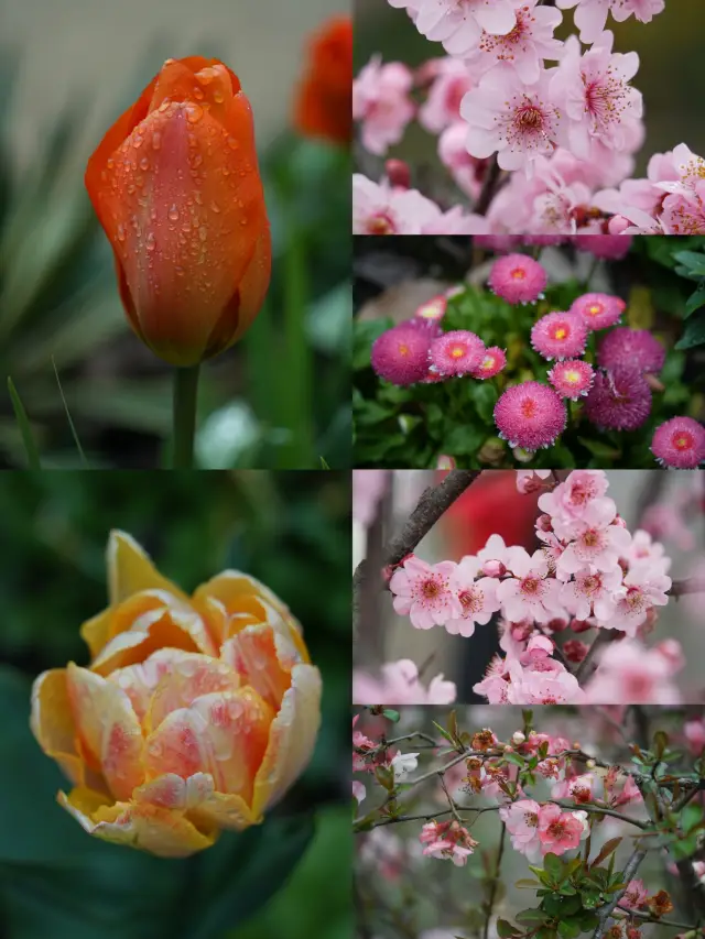 上海植物園で花を楽しむ