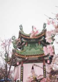 廣州你玩得可真花啊！古風+櫻花太絕了！