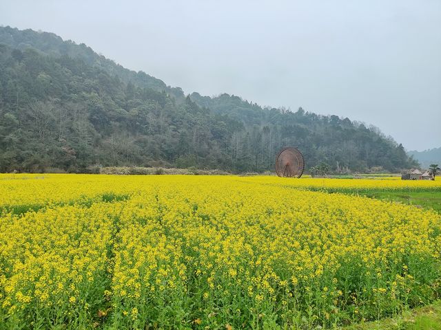 瑤灣花海