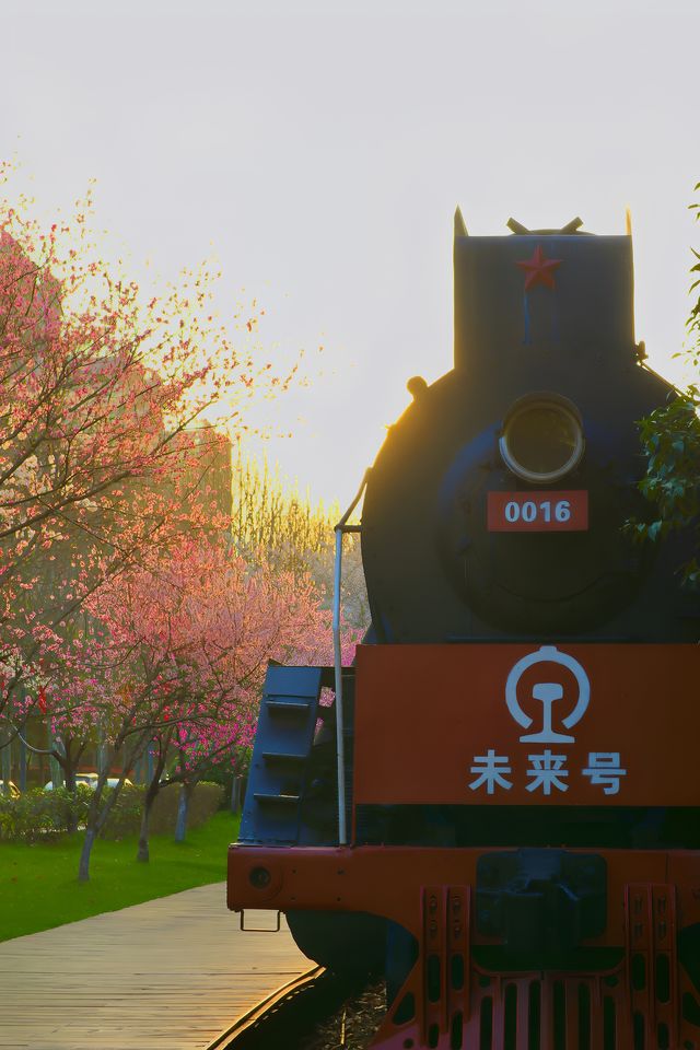 與姐妹獨享的南京櫻花秘境|99%的人不知道