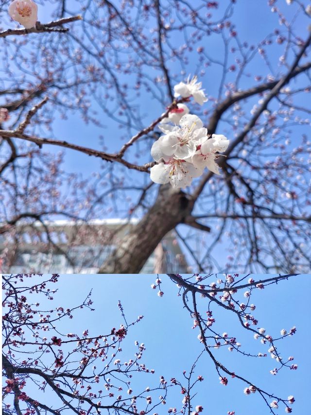 春遊魯東大學（煙台師範學院）