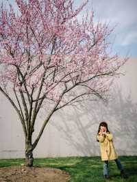 辰山植物園的櫻花是春天可以封神的那種