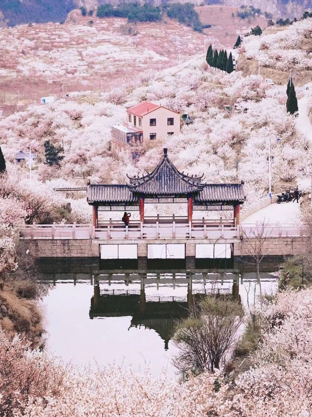 Qindao Laoshan Cherry valley 🌸🇨🇳