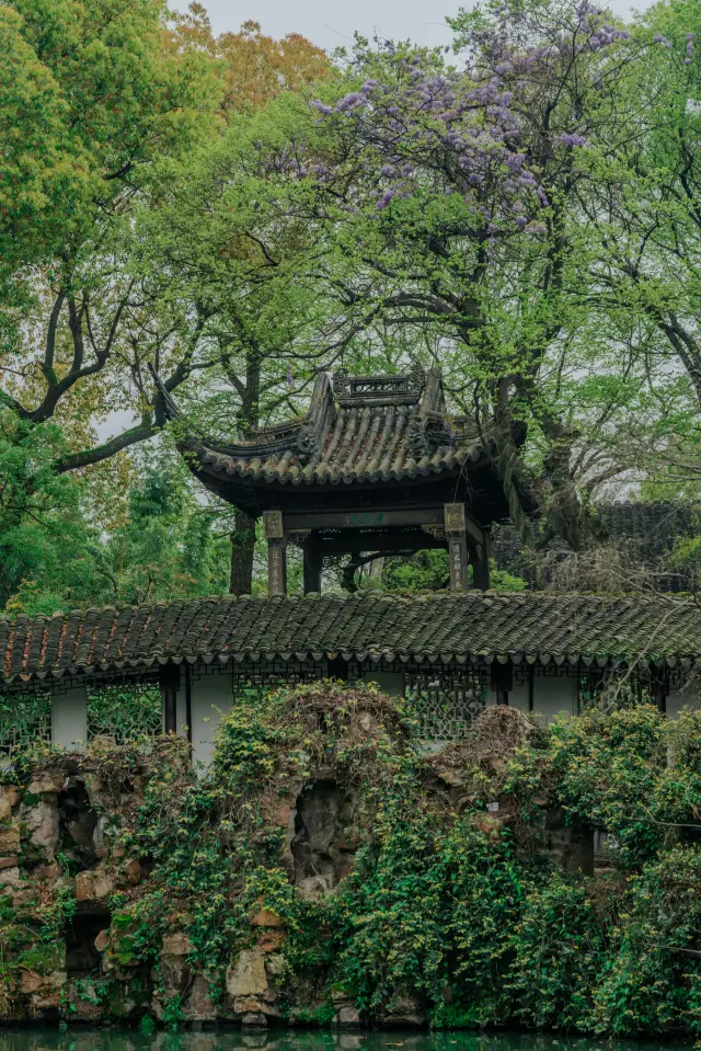 The hidden Wisteria at Canglang Pavilion can only reveal its beauty from a distance