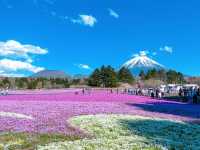 富士山下的芝樱節