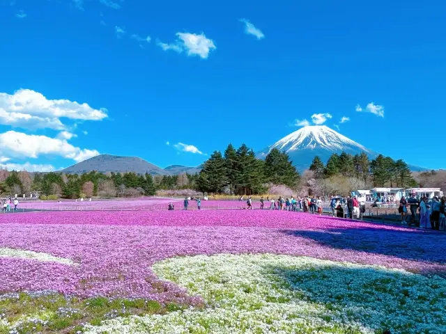 富士山の下での芝桜祭り