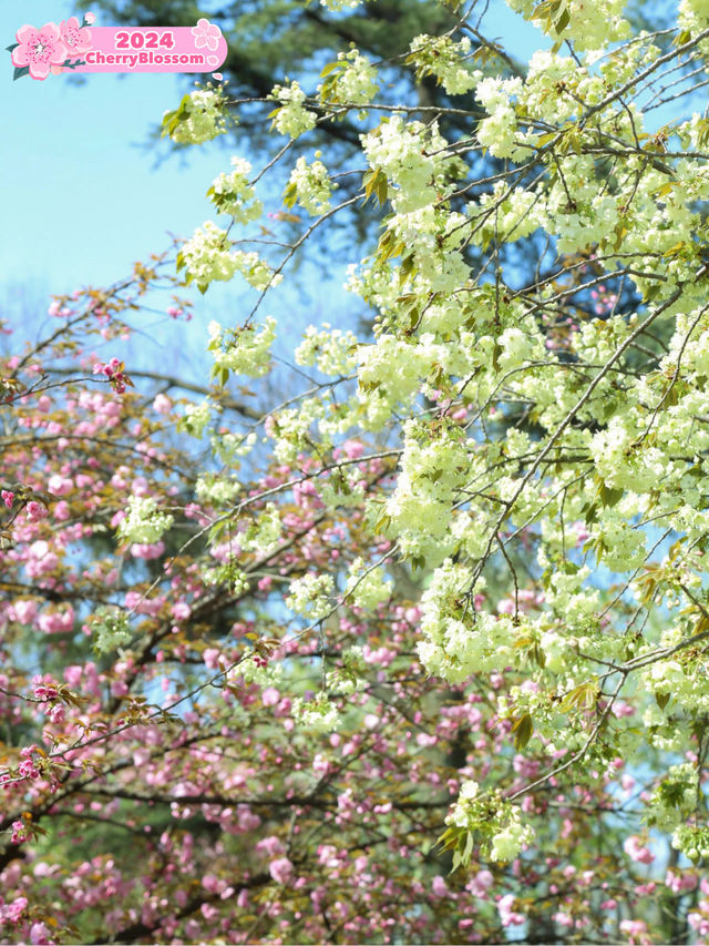 Qingshan Park 🌸 green cherry 🌸💚