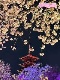 Cherry Blossoms at East Lake Wuhan 🌸🇨🇳♥️