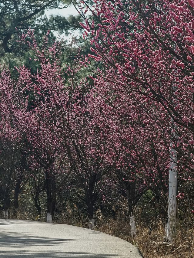 曲靖寥廓公園風景美