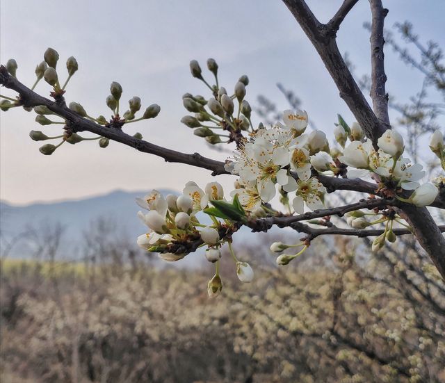 春日去走走山間小道