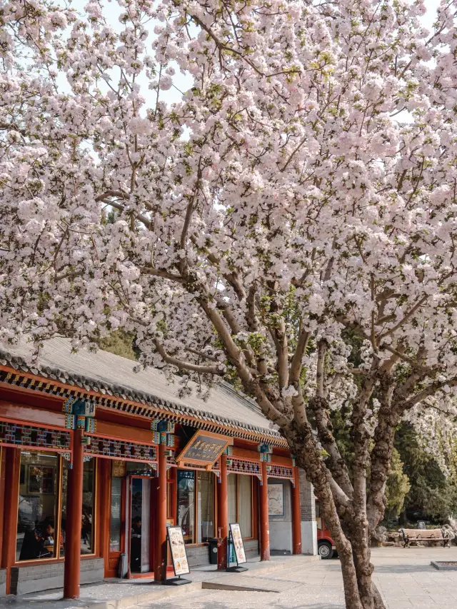 北海公園的春天，美到了骨子裡！！！