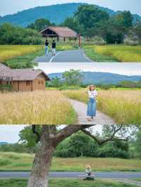 Spare the West Lake, please❗️Lianguzhu is the pinnacle of Hangzhou's autumn excursions🚶🏼‍♂️.