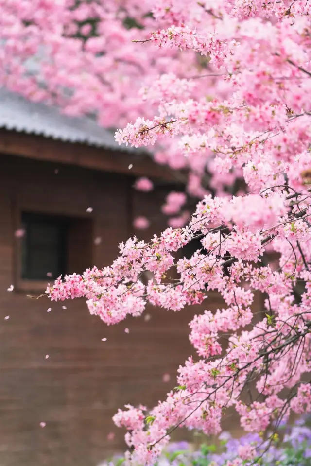 【Checking Out the Hottest Cherry Blossom Spots in Wuhan】Let a local Wuhanese show you around!