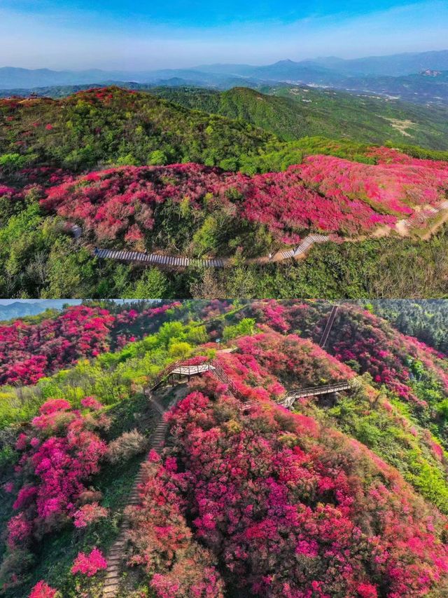 震撼！六安金寨萬畝映山紅盛開，美得讓人窒息！