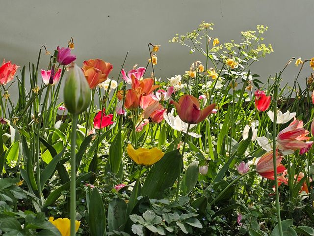 伊斯坦堡皇宮御花園的春天