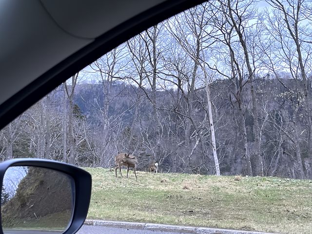 林深時見鹿，北海道釧路遊玩指南