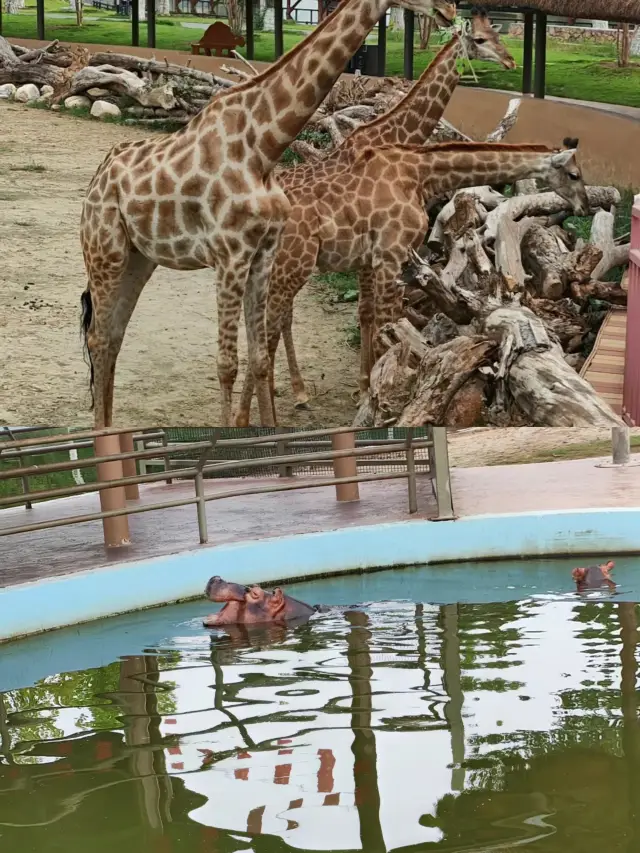 德州動物園超贊