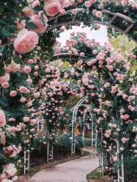 Flower and Tree Rose Garden Shanghai🌹🎄