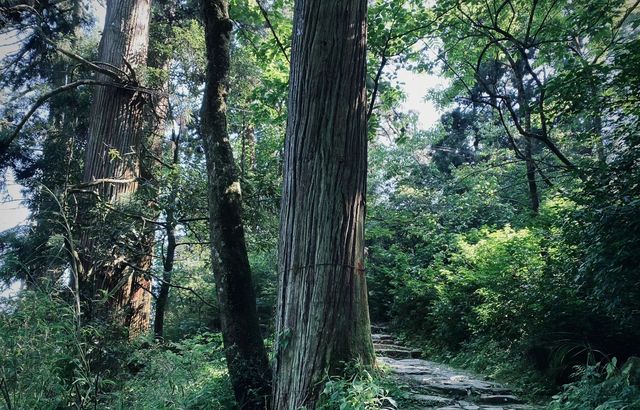 天目山大樹王