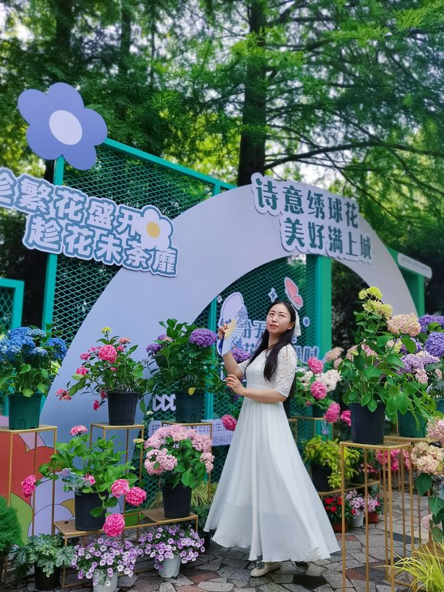 99%杭州人不知道的寶藏繡球花園！！！