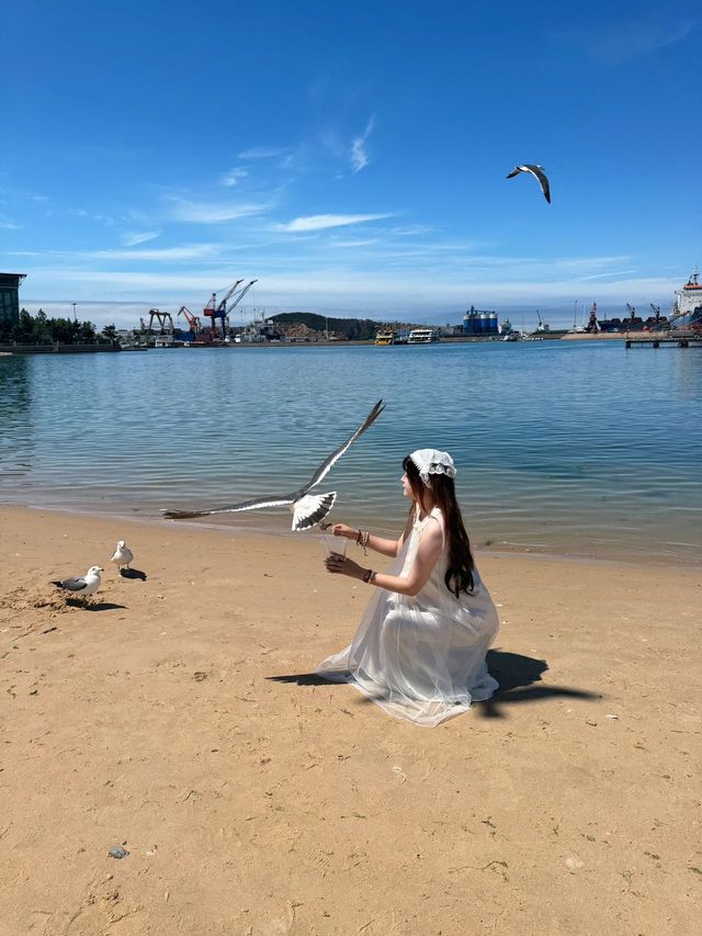 別再人擠人了，來海驢島喂海鷗吧