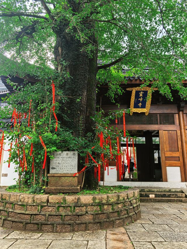 杭州出發1h，去綠光森林裡去去班味！！