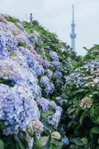 東京舊中川 | 晴空塔下紫陽花開滿河岸