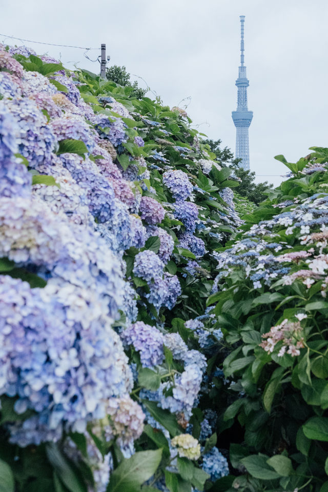 東京舊中川 | 晴空塔下紫陽花開滿河岸