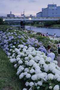 東京舊中川 | 晴空塔下紫陽花開滿河岸