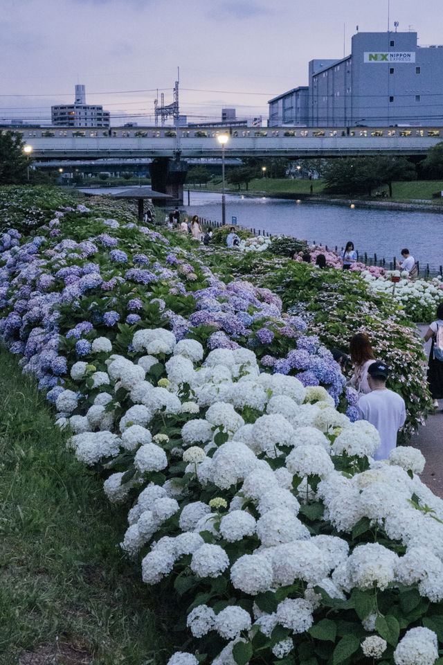 東京舊中川 | 晴空塔下紫陽花開滿河岸