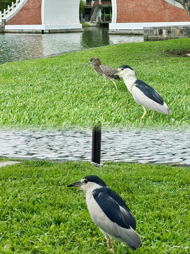 有氧的公園 真的太適合放鬆啦～
