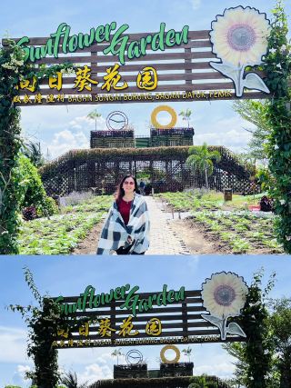 Sunflower Garden 🌻 🪴 Bagan Datuk Malaysia