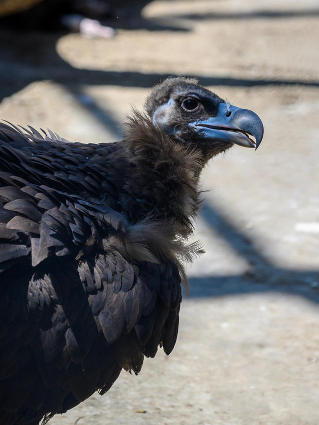 西安秦嶺野生動物園。