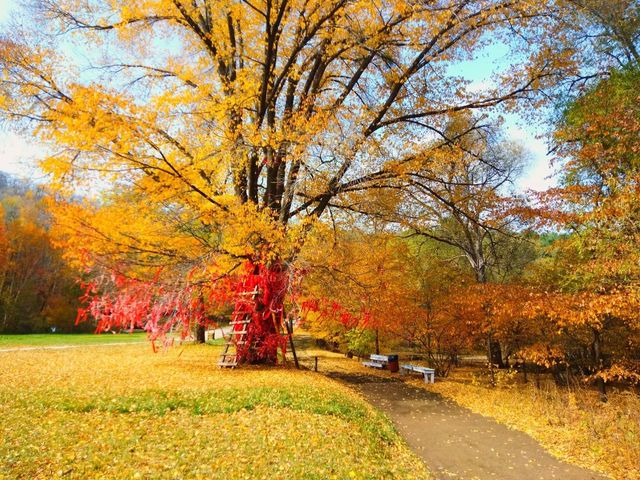 龍灣國家森林公園的最美秋景。