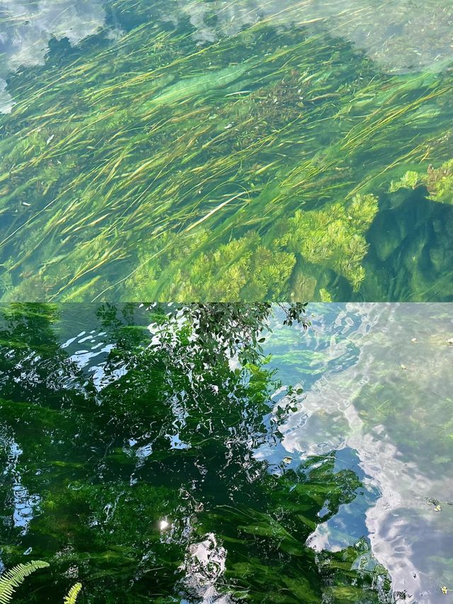 都安澄江會開花的河美得像一幅畫不要