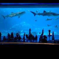 Aquarium in Zhuhai China