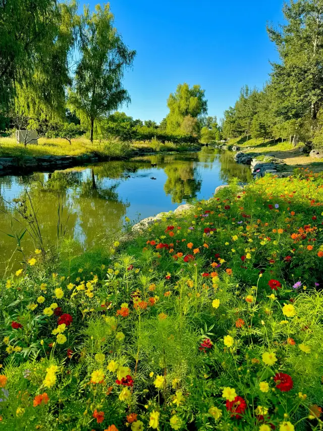 9.24實況！圓明園的秋天，美得就像油畫一樣。