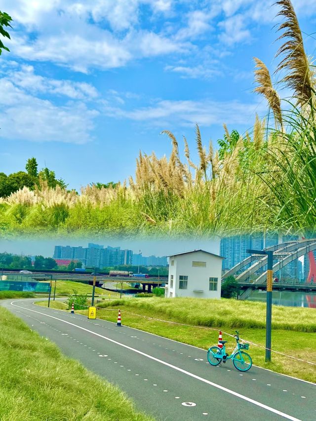 浪漫秋日,就從這片蘆葦蕩開始吧! 浪漫秋日,就從這片蘆葦蕩開始吧!