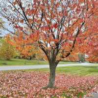 Autumn Beauty Lives in leaves