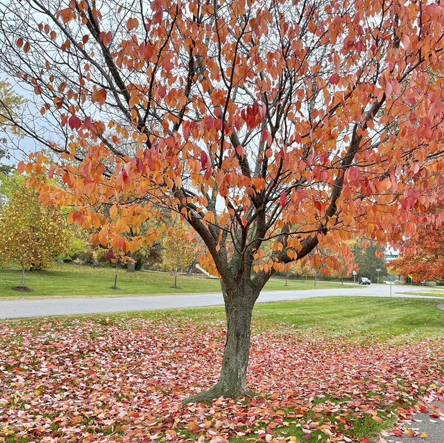 Autumn Beauty Lives in leaves