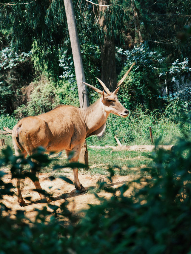 周末遛娃慢慢玩 | 這個動物園真的太離譜了。